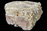 Agatized Fossil Coral Geode - Florida #82996-1